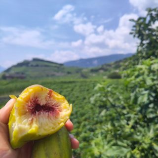C'est le temps des figues sucrées et des vacances 👙. Après toutes ces pluies et cette saison stressante, nous fermons la cave du 1er au 12 août afin de pouvoir nous ressourcer. Merci à toute l'équipe de saison et particulièrement à @vitorqepid pour l'implication sans faille.👏🌿
.
#vinsdesalpes #biosuisse #biodiversity #jungeschweizneuewinzer #artisanesduvinsuisse #swisswine #swisswinevalais