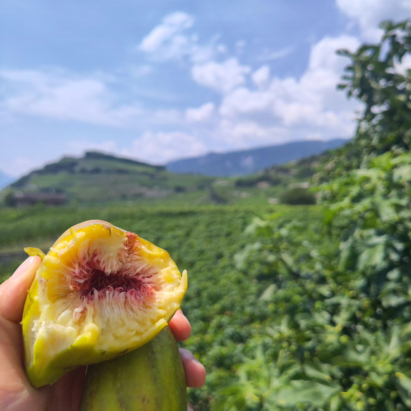 C'est le temps des figues sucrées et des vacances 👙. Après toutes ces pluies et cette saison stressante, nous fermons la cave du 1er au 12 août afin de pouvoir nous ressourcer. Merci à toute l'équipe de saison et particulièrement à @vitorqepid pour l'implication sans faille.👏🌿
.
#vinsdesalpes #biosuisse #biodiversity #jungeschweizneuewinzer #artisanesduvinsuisse #swisswine #swisswinevalais