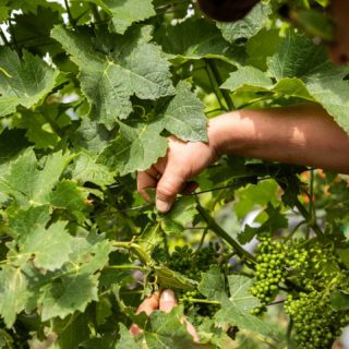 La vigne est magnifique cette année, espérons qu'elle le restera jusqu'aux vendanges. Merci à toute l'équipe de vigne pour leur engagement, les vacances largement méritées arrivent... 💚
.
#biosuisse #biovalais #swisswinevalais #vins #vinsdesalpes #viticulturedemontagne #viticulturerégénérative #vinsbiologiques #vinstagram  #swisswine #artisanesduvin #jeunesvigneronssuisses