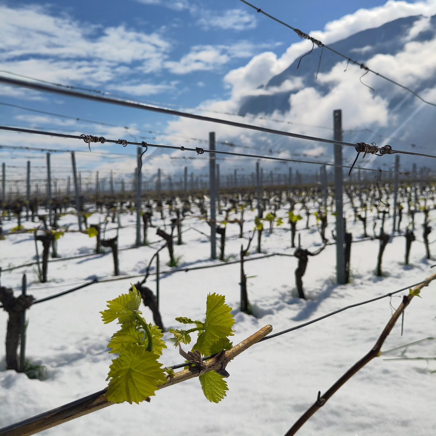 La neige est tombée en quantité mais les températures ne sont jamais descendues en dessous des 0°C. La neige a fait quelques dégâts en fondant mais la vigne est résiliente et beaucoup de bourgeons ne semblent pas trop impactés. Affaire à suivre... ❄️
.
@swisswinevalais @jungwinzer_schweiz @nous_artisanes @vigneronsencaveurs_vs #alpinewine #biosuisse #valaisvinbio