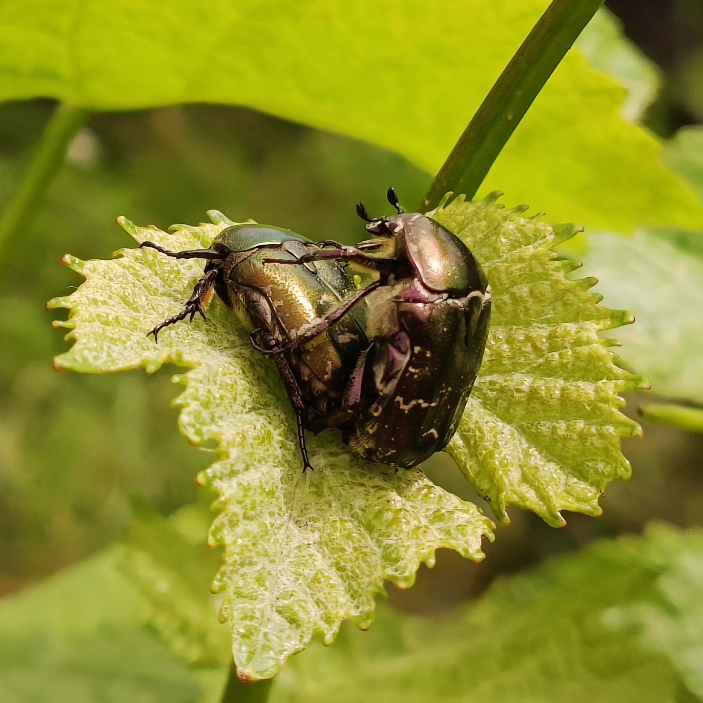 Le printemps se termine gentiment. Pendant que nous luttons contre le mildiou, ce champignon qui profite de toutes ces pluies, les cétoines elles, prennent du bon temps...
.
#insectporn #biosuisse #vinsdesalpes #biodiversité #vinsdesalpes #swisswinevalais #swisswine #jungeschweizneuewinzer #artisaneduvin